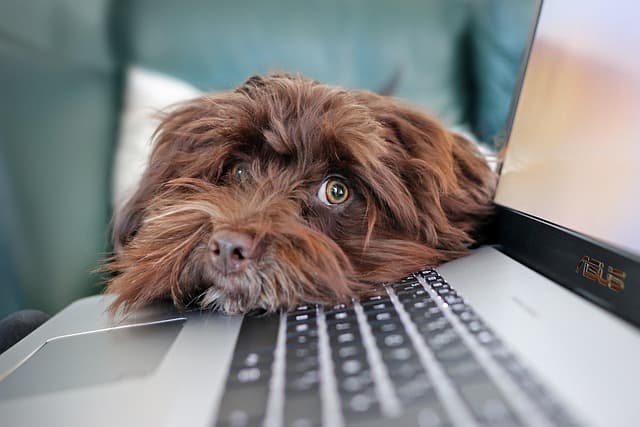 dog, containment, telework, bichon, nature, havanese, cute, animal, pet, laptop, keyboard, computer science, reflection, animals