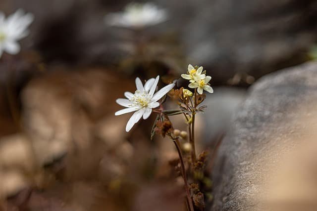 flower, forest, nature, spring, botany, bloom, beautiful flowers, flower background, flower wallpaper, blossom