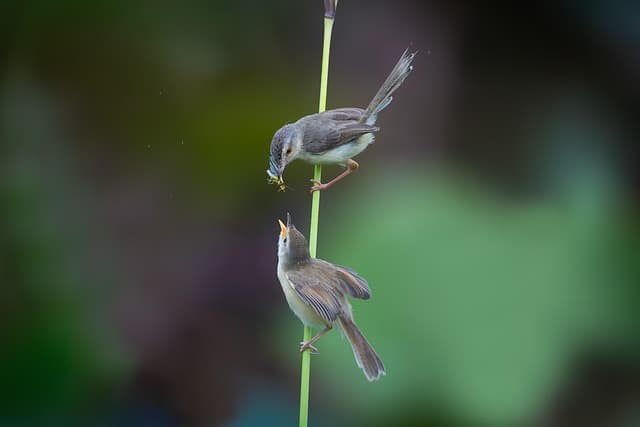 birds, wildlife, ornithology, animals, nature, avian