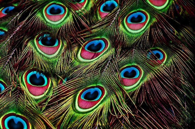 peacock, feathers, plumage, pattern, nature, bird