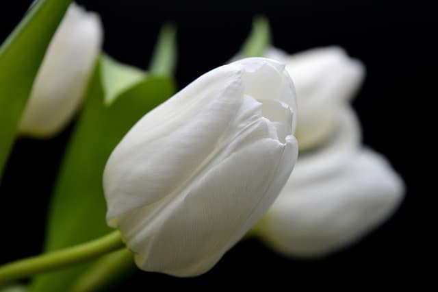 tulips, wallpaper 4k, windows wallpaper, free wallpaper, flower wallpaper, 4k wallpaper 1920x1080, white tulips, beautiful wallpaper, wallpaper hd, hd wallpaper, flower, blooms, petals, floral background, flora, tulip bouquet, bunch of flowers, free background, cool backgrounds, background, nature, beautiful flowers, blossoms, white flowers, flower background, laptop wallpaper, 4k wallpaper, close up, desktop backgrounds, mac wallpaper, full hd wallpaper, spring flowers