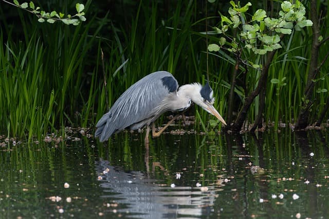 grey heron, heron, hd wallpaper, lake, wildlife, nature, spring, spring wallpaper, bird, bird photography, ornithology, hd background, free background, 4k wallpaper, bird watching, forest, great heron, birdwatching