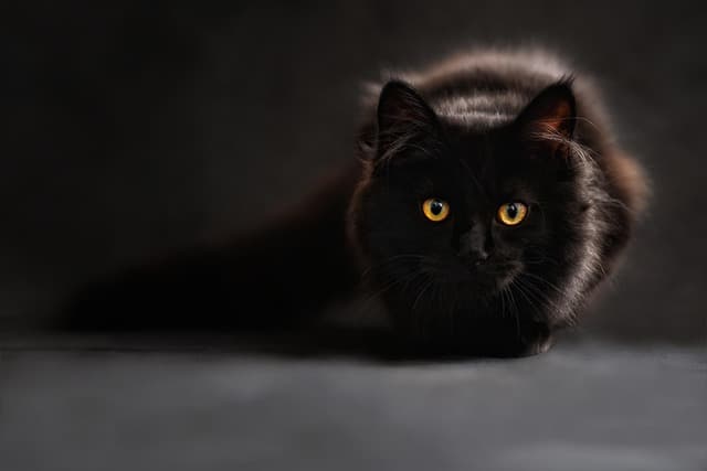 maine coon, cat, cat's eyes, black cat, animal portrait, zoom background, kitty, pet, animal, feline, domestic cat, cat portrait