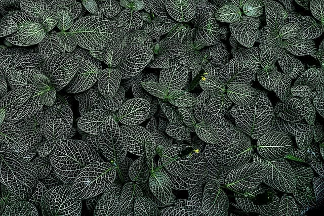 leaves, plants, foliage, green, pattern, nature, garden, botany
