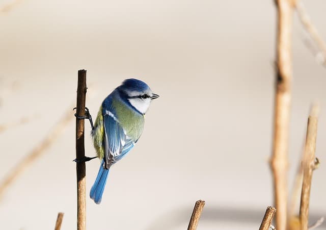 bird, blue tit, ornithology, species, fauna, avian, animal, wildlife, nature, feathers
