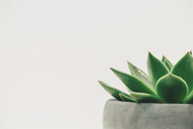 plant, succulent, potted, white space, white background, minimal, copy space, leaf, green, nature, natural, decor, simple, plant, plant, white background, white background, white background, white background, white background, leaf, green, green, simple