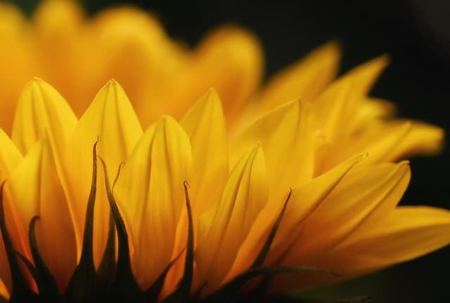 sunflower, blossom, flower wallpaper, bloom, cool backgrounds, free background, full hd wallpaper, flower, nature, wallpaper hd, windows wallpaper, desktop backgrounds, beautiful wallpaper, floral background, flower background, free wallpaper, yellow, 4k wallpaper, emotions, floral greeting, mac wallpaper, background, hd wallpaper, 4k wallpaper 1920x1080, radiant, happy, beautiful flowers, laptop wallpaper, congratulation, hope, wallpaper 4k, pleasure