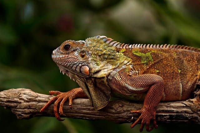 bearded dragon, iguana, reptile, fauna, wildlife