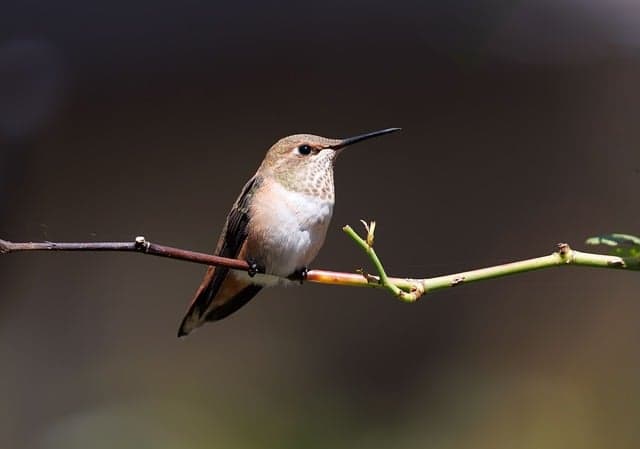 hummingbird, nature, bird, wildlife, garden bird, nectar bird, colorful bird, tiny bird, flying bird, nature photography, backyard bird, rufous hummingbird, pollinator, bird photography, wild bird, animal, perch, motion, flight