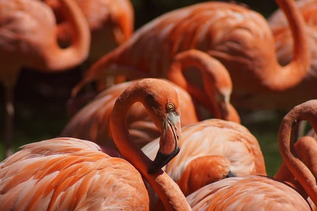 flamingo, bird, animal, wading bird, water bird, aquatic bird, wildlife, bill, beak, feathers, plumage, park, nature, closeup, portrait, flamingo, flamingo, flamingo, flamingo, flamingo