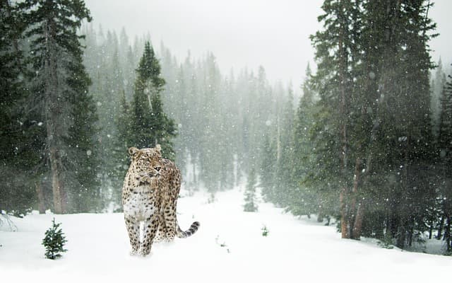 leopard, snow leopard, snow, winter, forest, portrait, close up, animal world, nature, cat, feline, wild cat, animal, pet, wildlife, wildlife photography
