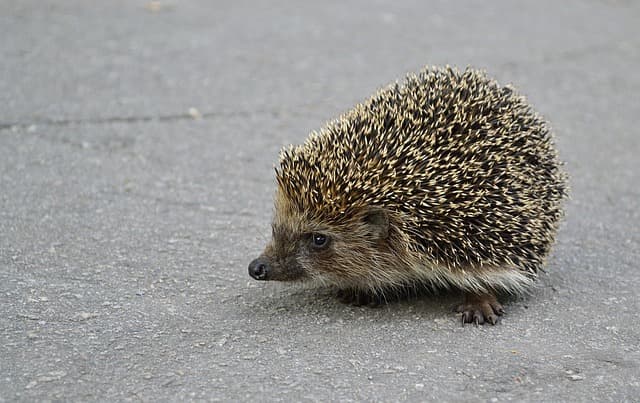 hedgehog, animal, nature, needles, wild, scratchy, free photo, hedgehog, hedgehog, hedgehog, hedgehog, hedgehog, scratchy
