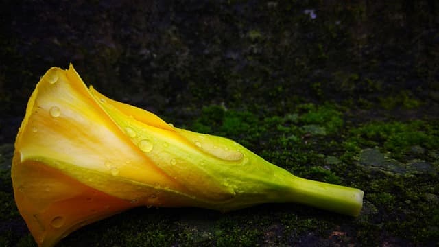 flower, yellow, yellow flower, flower background, dark, nature, flower wallpaper, wildlife, free pictures, beautiful flowers, natural picture