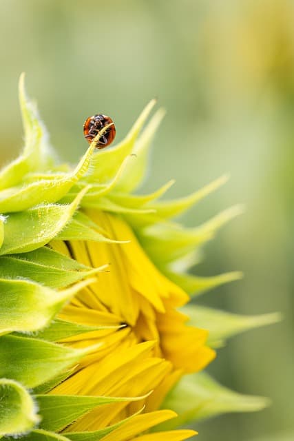 sunflower, flower wallpaper, flower, ladybug, insect, beautiful flowers, nature, field, flower background, entomology