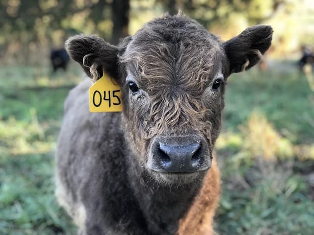 highland cattle, scottish cattle breed, cow, livestock, scottish, animal, outdoor, grazing, grass fed, beef, head, nature, furry, cut, baby, cattle, free image, royalty free, farm, regenerative, rejuvenation, soil