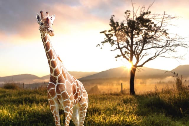 northern giraffe, desktop backgrounds, giraffe, 4k wallpaper, wildlife, windows wallpaper, 4k wallpaper 1920x1080, free background, nature wallpaper, beautiful wallpaper, animal, nature, cool backgrounds, wallpaper 4k, neck, wilderness, laptop wallpaper, herbivore, free wallpaper, mac wallpaper, safari, beautiful nature, nature background, hd wallpaper, wallpaper hd, photography, full hd wallpaper, wallpaper, free image, royalty free
