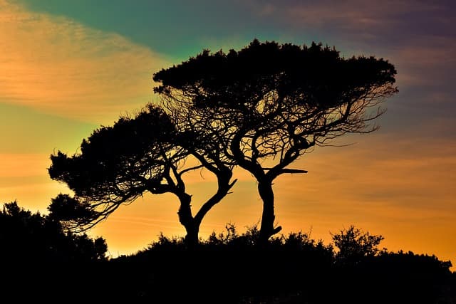 trees, sunset, silhouettes, tree silhouettes, branches, backlighting, dusk, twilight, cyprus, cavo greko, national park, nature, sunset colors, trees, sunset, sunset, sunset, sunset, sunset