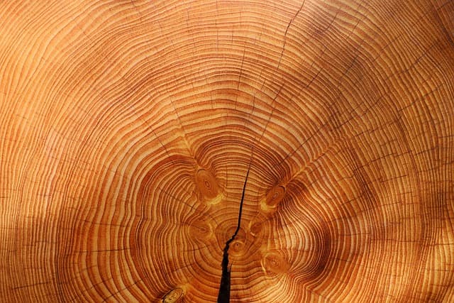annual rings, desktop backgrounds, cool backgrounds, 4k wallpaper, tree, nature, 4k wallpaper 1920x1080, beautiful wallpaper, laptop wallpaper, wood, mac wallpaper, wallpaper hd, free background, hd wallpaper, free wallpaper, texture, full hd wallpaper, windows wallpaper, background, wallpaper 4k, wallpaper