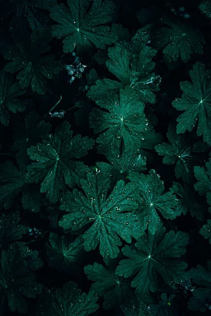 background, bigroot geranium, iphone wallpaper, samsung wallpaper, bright, close up, dark, dark background, dark green, dark green leaves, droplets, mobile wallpaper 4k, drops, flora, foliage, fresh, garden, green, mobile wallpaper, green leaves, leaves, nature, pattern, rain drops, lock screen wallpaper, ipad wallpaper, texture, beautiful wallpaper, phone wallpaper, wallpaper, abstract