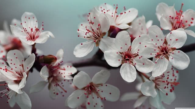 hd, hd wallpaper, photography, wallpapers