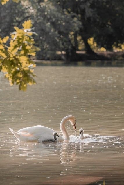 swan feeding, tender moment, cygnets, lock screen wallpaper, samsung wallpaper, beautiful wallpaper, wildlife photography, serene water, motherhood, nature shot, ipad wallpaper, phone wallpaper, baby birds, mobile wallpaper, trending animals, peaceful scene, mobile wallpaper 4k, niche birding, iphone wallpaper, animal behavior, wallpaper, background, 4k, desktop wallpaper, desktop background