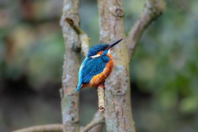 kingfisher, bird, beautiful nature, wallpaper hd, animal, nature background, wildlife, laptop wallpaper, 4k wallpaper 1920x1080, mac wallpaper, hd wallpaper, beautiful wallpaper, free background, free wallpaper, full hd wallpaper, colorful, nature, wallpaper 4k, birdwatching, wallpaper, desktop backgrounds, cool backgrounds, nature wallpaper, fall, 4k wallpaper, windows wallpaper, background