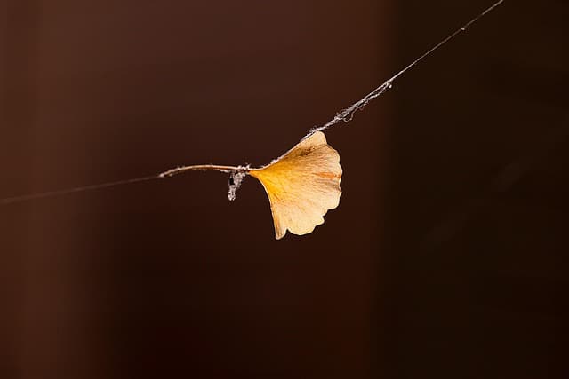 bank leaves, spider web, leaves, 4k wallpaper, autumn leaves, free wallpaper, nature, free background, leaf, tree, windows wallpaper, landscape, autumn, full hd wallpaper, hd wallpaper, floral background, wallpaper hd, cool backgrounds, plant, desktop backgrounds, 4k wallpaper 1920x1080, laptop wallpaper, yellow, beautiful wallpaper, background, free pictures, affix, macro, wallpaper 4k, photo, mac wallpaper, hobby