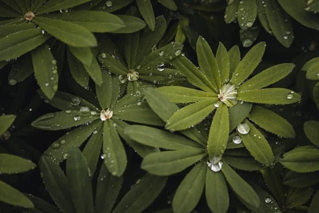 water drops, green leaves, moisture, nature wallpaper, nature, garden, free background, botany, laptop wallpaper, biology, mac wallpaper, beautiful wallpaper, hd wallpaper, free wallpaper, wallpaper 4k, outdoor, texture, wallpaper hd, nature background, background, beautiful nature, wallpaper, 4k wallpaper 1920x1080, windows wallpaper, herbal, abstract, ecology, fresh, cool backgrounds, dark mood, full hd wallpaper, morning, 4k wallpaper, desktop backgrounds, abstract nature, dark background