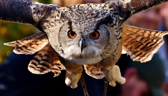 owl, raptor, bird, feathers, plumage, birds, animal, wildlife, beak, fluffy, bird's eye view, nature, tierpark hellabrunn, eyes, focus