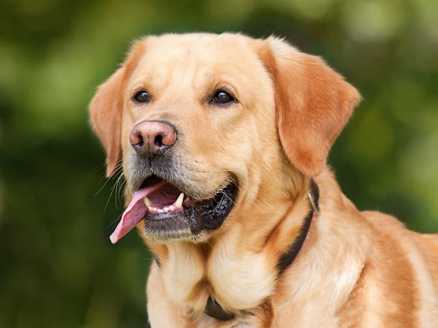 labrador retriever, dog, pet, tongue out, animal, labrador, domestic dog, purebred, nature, canine, mammal, cute, portrait