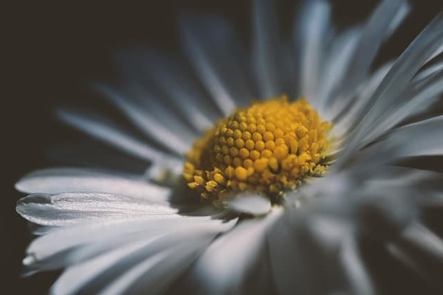 daisy, flower, petals, flower wallpaper, stamen, flower background, garden, beautiful flowers, spring, nature