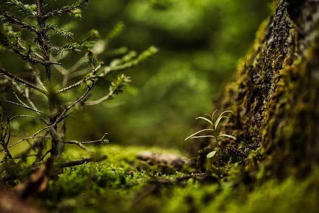 moss, forest, mac wallpaper, 4k wallpaper, nature, laptop wallpaper, hd wallpaper, macro, free wallpaper, plants, windows wallpaper, 4k wallpaper 1920x1080, full hd wallpaper, desktop backgrounds, wallpaper hd, wallpaper 4k, free background, background, forest floor, cool backgrounds, beautiful wallpaper, earth day