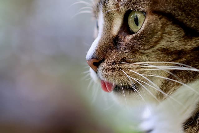 cat, cat tongue, cat eyes, mackerel, domestic animal, tabby, gray tabby cat, pet, gray cat, domestic cat, portrait, cat portrait, nature, cat profile, the world of animals, mammal, animal