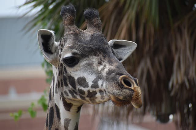 giraffe, animal, head, zoo, nature, wildlife, mammal, safari, long-necked, wildlife photography, animal photographer, free animal pictures, free pics, pic of the day, 2023, 2024, houston texas