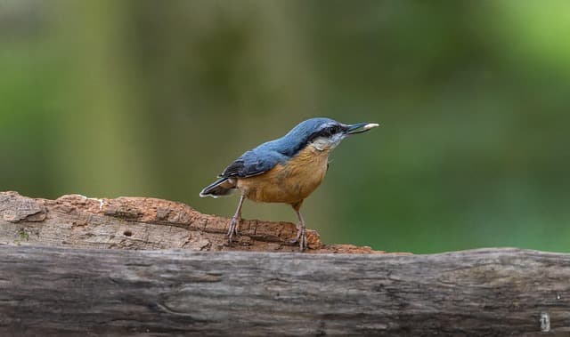 birdwatching, outdoors, eurasian nuthatch, free background, spring wallpaper, plumage, beautiful nature, hd background, nuthatch, little bird, nature, nature background, cute bird, nature wallpaper, beak, songbird, perched bird, wildlife, bird watching, bird, watching birds, bird photography, bird sound, ornithology, bird beak, hd wallpaper, bird chirping, forest, 4k wallpaper