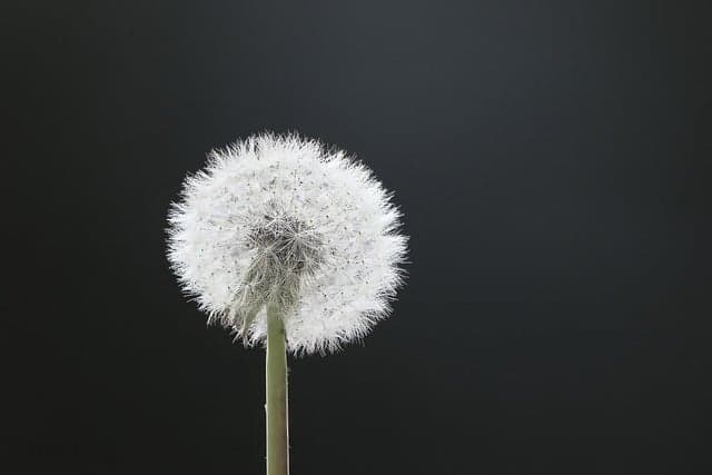 dandelion, flower background, blow, wish you, 4k wallpaper, windows wallpaper, flying, wallpaper hd, seeds, wish, mac wallpaper, hd wallpaper, meadow, desktop backgrounds, beautiful wallpaper, wallpaper 4k, background, 4k wallpaper 1920x1080, cool backgrounds, shining, free wallpaper, light, sun, the shade, nature, beautiful flowers, floral background, flower, full hd wallpaper, flower wallpaper, flying seeds, free background, laptop wallpaper, bloom
