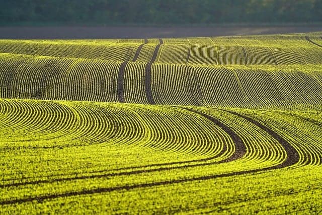 field, wallpaper 4k, free background, nature wallpaper, plant, young plants, green, alignment, full hd wallpaper, floral background, valley, 4k wallpaper 1920x1080, desktop backgrounds, hilly, nature, 4k wallpaper, landscape, hd wallpaper, free wallpaper, spring, mac wallpaper, agriculture, cool backgrounds, windows wallpaper, culture, plantation, wallpaper, desktop picture, laptop wallpaper, beautiful wallpaper, nature background, hintergrundsbild, beautiful nature, wallpaper hd, yk