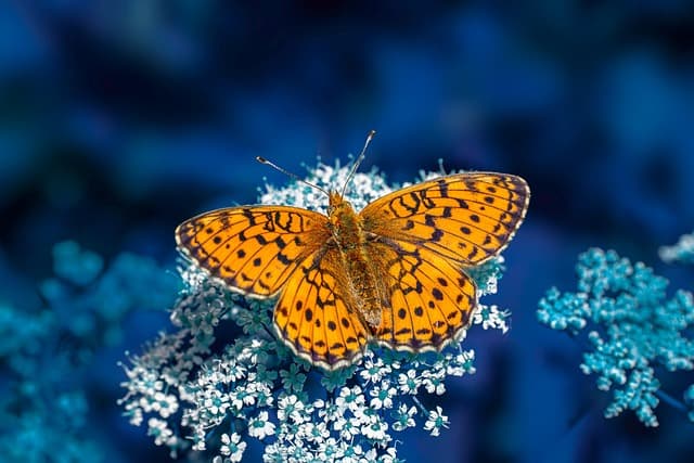 butterfly, insect, windows wallpaper, springtime, wallpaper hd, nature, environment, hd wallpaper, laptop wallpaper, 4k wallpaper 1920x1080, free wallpaper, 4k wallpaper, floral background, close up, mac wallpaper, grass, wallpaper 4k, plant, wildlife, cool backgrounds, entomologist, beautiful wallpaper, free background, desktop backgrounds, full hd wallpaper, background, macro