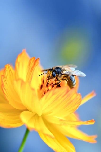 bee, flower wallpaper, insect, pollination, nature, flower background, flower, macro, yellow, beautiful flowers, blue