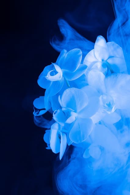 floral, abstract, flower background, flower, beautiful flowers, colorful, blue, nature, fantasy, smoke, dream, blue flower, blue abstract, flower wallpaper, blue fantasy, blue smoke, blue dream