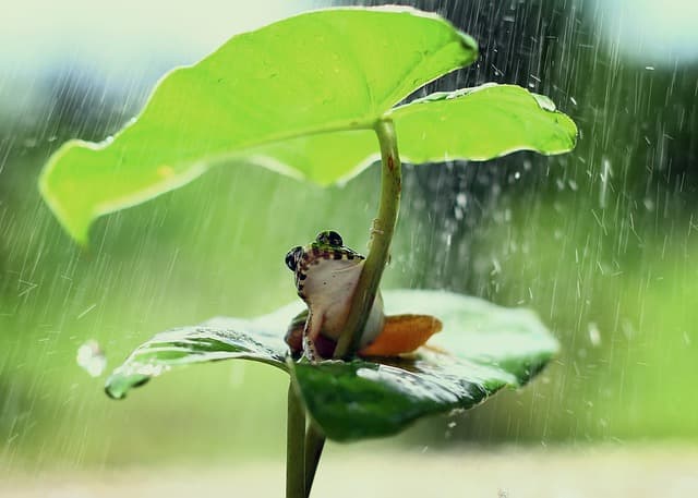 frog, green, nature, leaf