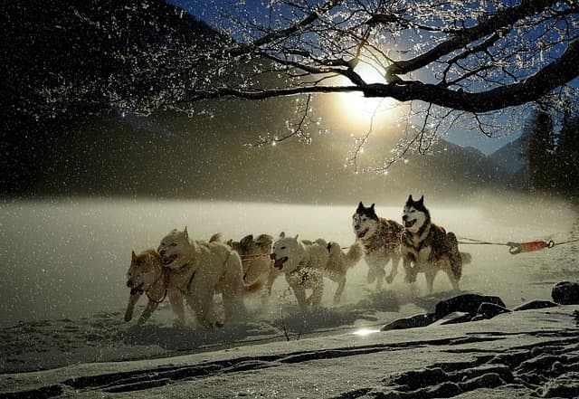 dogs, huskies, animal, dog racing, winter, winter landscape, snowy, sled dog race, fun, snow, active, landscape, snow landscape, covered in snow, white, run, nature, sleigh ride, running, sun, sunlight, snowflakes, glitter, dog sport, team, dog sled, wilderness, north, team, team, team, team, team, dog sled