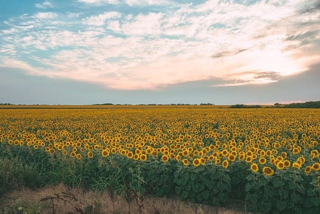 agriculture, background, blooming, colorful, countryside, floral background, wallpaper 4k, cultivated, environment, farmland, wallpaper hd, hd wallpaper, nature background, beautiful nature, field, fields, cool backgrounds, full hd wallpaper, golden, growth, free background, landscape, laptop wallpaper, nature, 4k wallpaper, outdoor, mac wallpaper, plant, rural, scenery, summer, sunflower, beautiful wallpaper, sunny, windows wallpaper, nature wallpaper, vibrant, 4k wallpaper 1920x1080, free wallpaper, desktop backgrounds, wallpaper, yellow