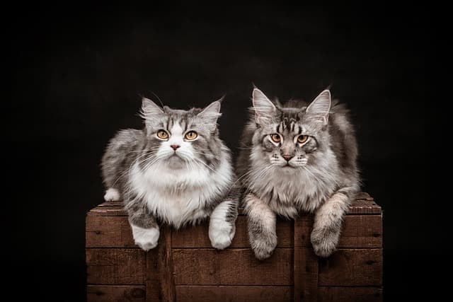 cat, 4k wallpaper 1920x1080, free background, full hd wallpaper, wallpaper hd, hd wallpaper, free wallpaper, mac wallpaper, melon, wallpaper 4k, pet, laptop wallpaper, animal, cool backgrounds, background, desktop backgrounds, photoshoot, beautiful wallpaper, photography, 4k wallpaper, windows wallpaper, nature