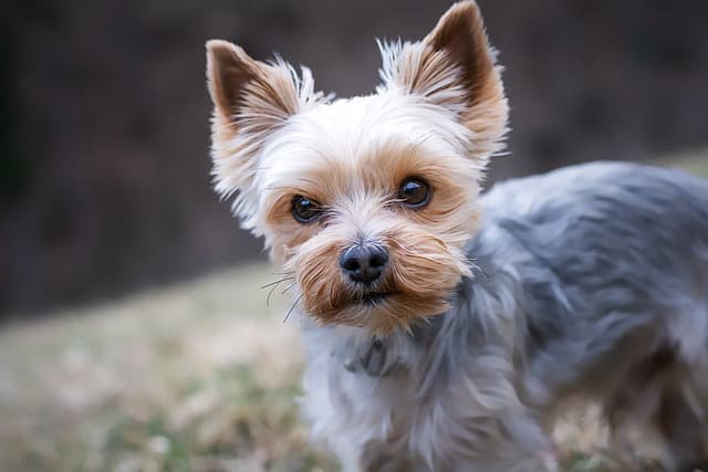 yorkshire terrier, dog, nature, pet, yorkie, small dog, animal, domestic dog, purebred dog, canine, mammal, cute, closeup, animal portrait