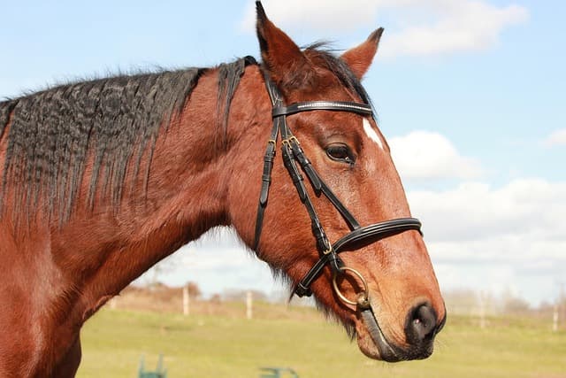 horse, horses, trotter, animals, nature, free image, free image, free image, free image, free image, free image