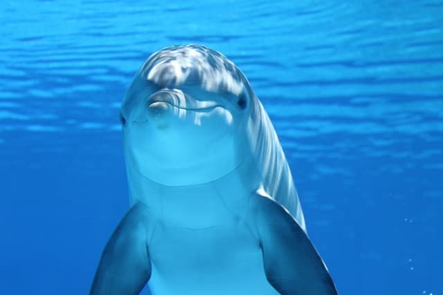 dolphin, animal, sea, ocean, underwater, mammal, marine mammal, marine animal, marine life, nature, sea life, ocean life, wildlife
