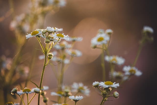 flowers, windows wallpaper, free background, flower background, nature background, wild flowers, 4k wallpaper, beautiful flowers, free wallpaper, autumn colors, autumn, cool backgrounds, desktop backgrounds, fall, passing, garden, wallpaper 4k, nature, flora, floriculture, flower wallpaper, 4k wallpaper 1920x1080, botany, beautiful nature, mac wallpaper, closeup, wallpaper hd, laptop wallpaper, hd wallpaper, full hd wallpaper, nature wallpaper, beautiful wallpaper, background