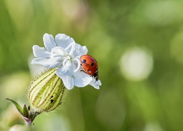 ladybug, nature, flower, insect, flower wallpaper, macro, flower background, beautiful flowers, close up