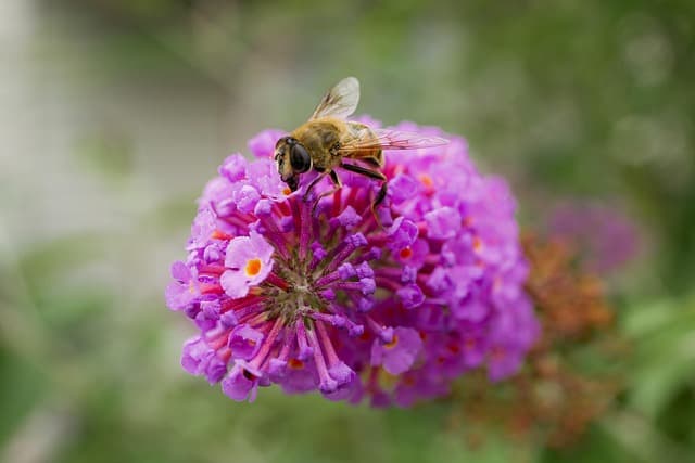 honeybee, beautiful flowers, bee, insect, flower background, flower, wings, petals, bloom, flower wallpaper, pollination, nature